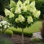 Hortenzia metlinatá (Hydrangea paniculata) ‘MAGICAL MATTERHORN’ - výška 80-100 cm, kont. C10L - NA KMIENKU